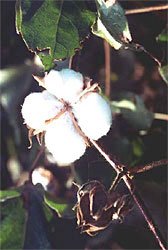 bomull